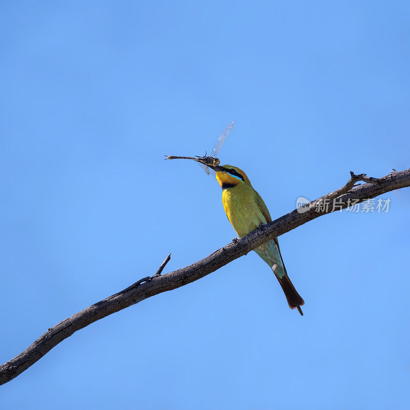 彩虹食蜂鸟(Merops ornatus)